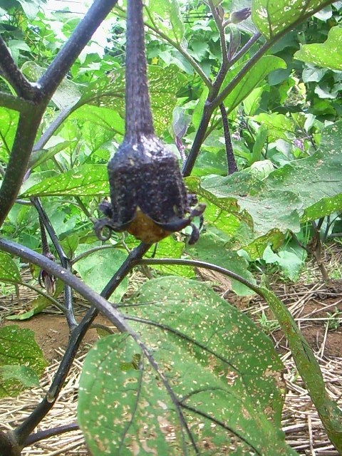 e0192971_17292477.jpg