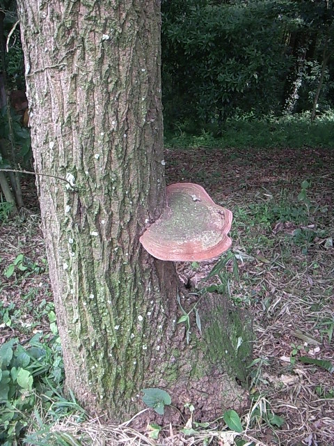 e0192971_17413044.jpg
