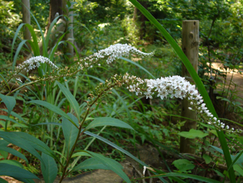 c0040472_2153593.jpg