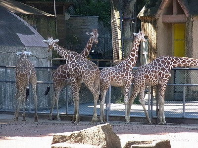 多摩動物公園_b0182075_14565121.jpg