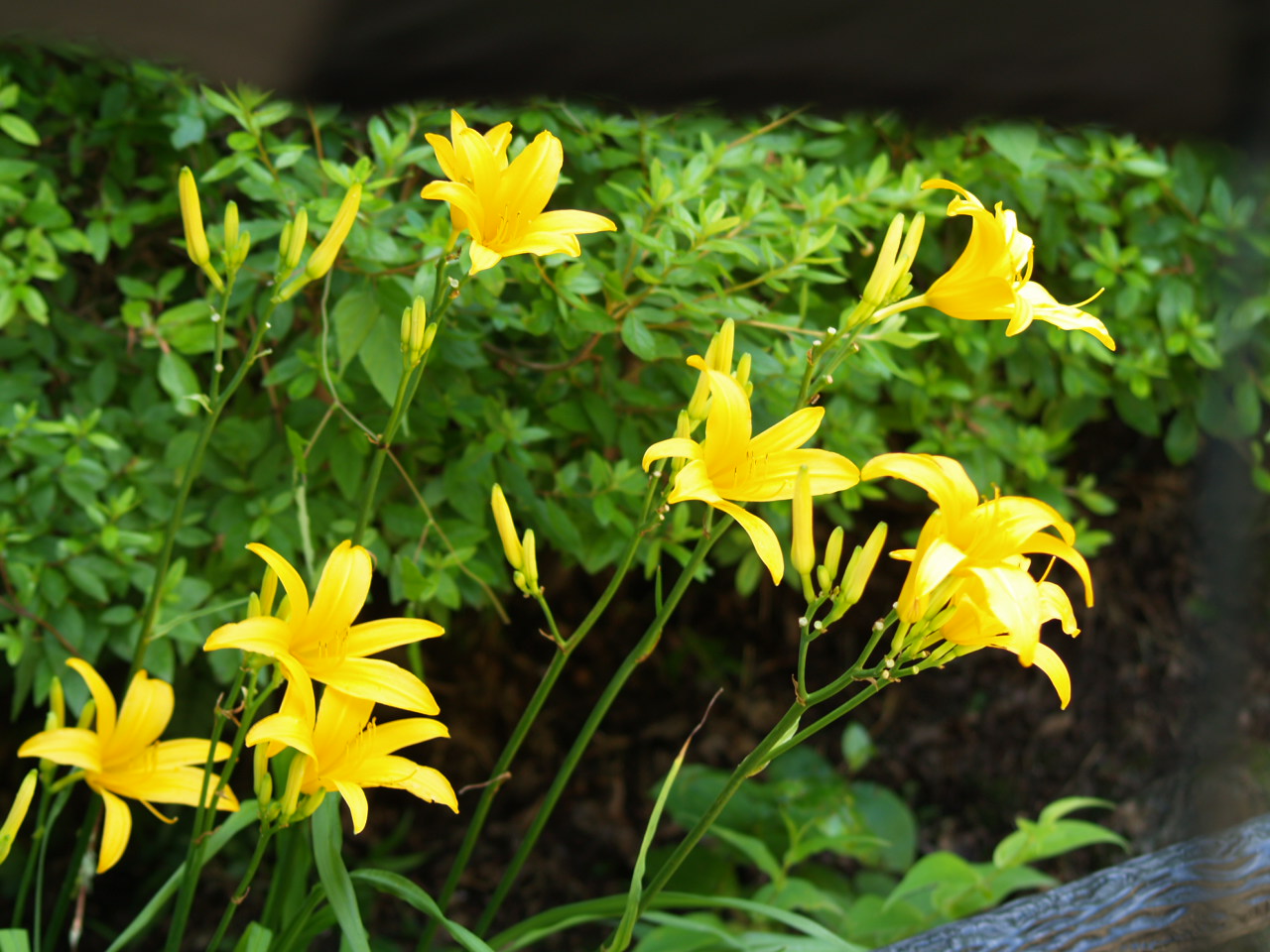 六甲高山植物園散策と自宅の花_d0160788_11343727.jpg