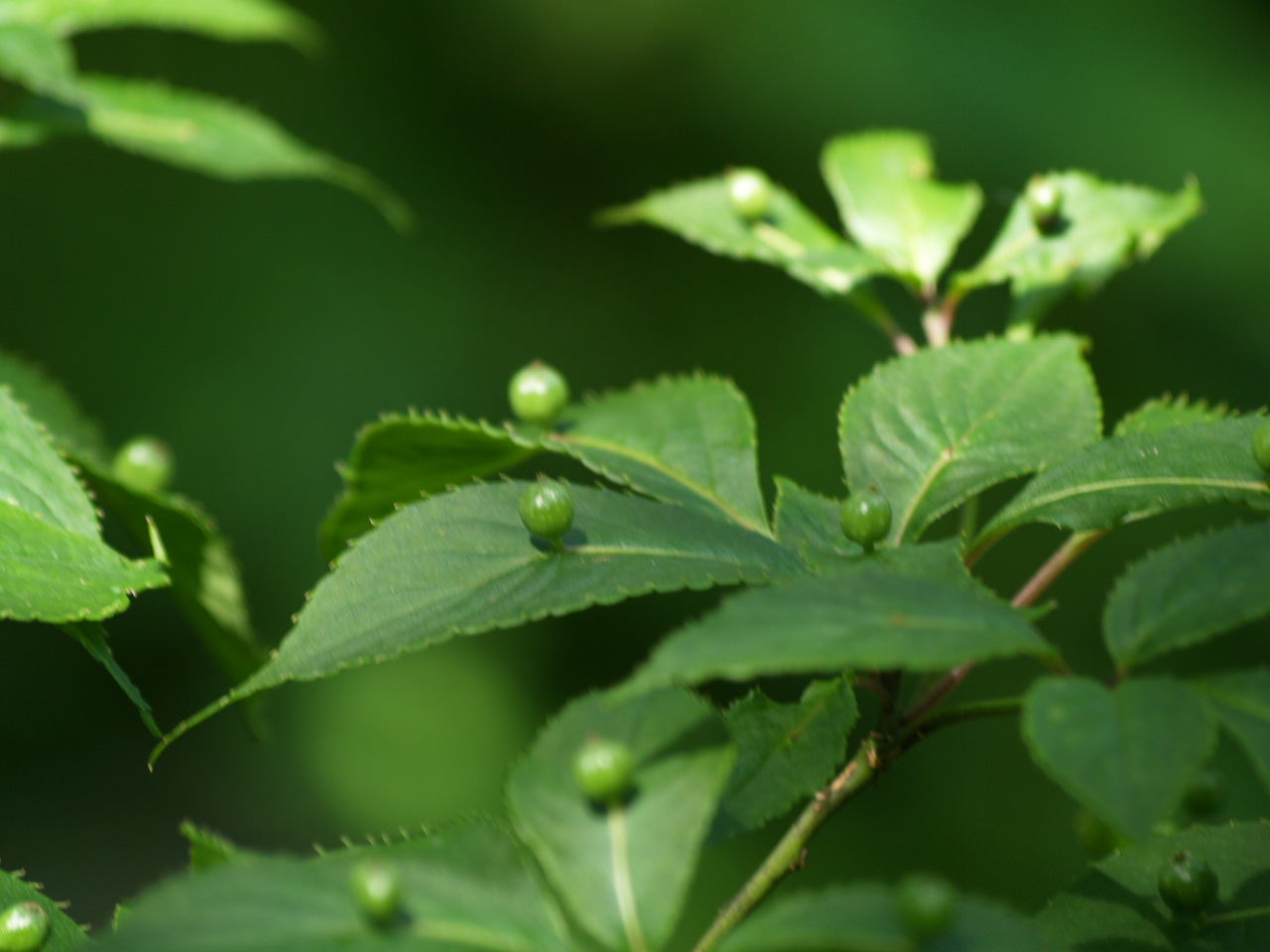 六甲高山植物園散策　（その２）_d0160788_22415125.jpg