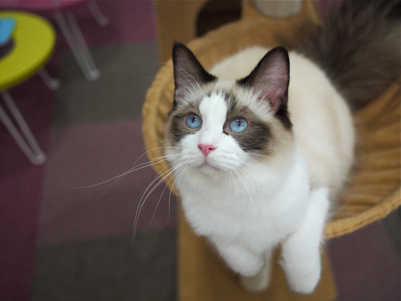 ねこ喫茶とうせい 猫スタッフ5 猫山細道の猫カフェ写真館