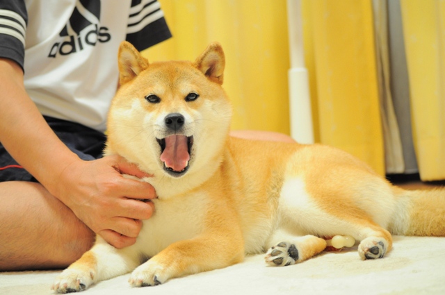 私、主婦業、頑張りましたよ!_a0126590_028445.jpg