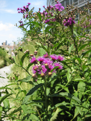 High Line_d0011990_9251087.jpg