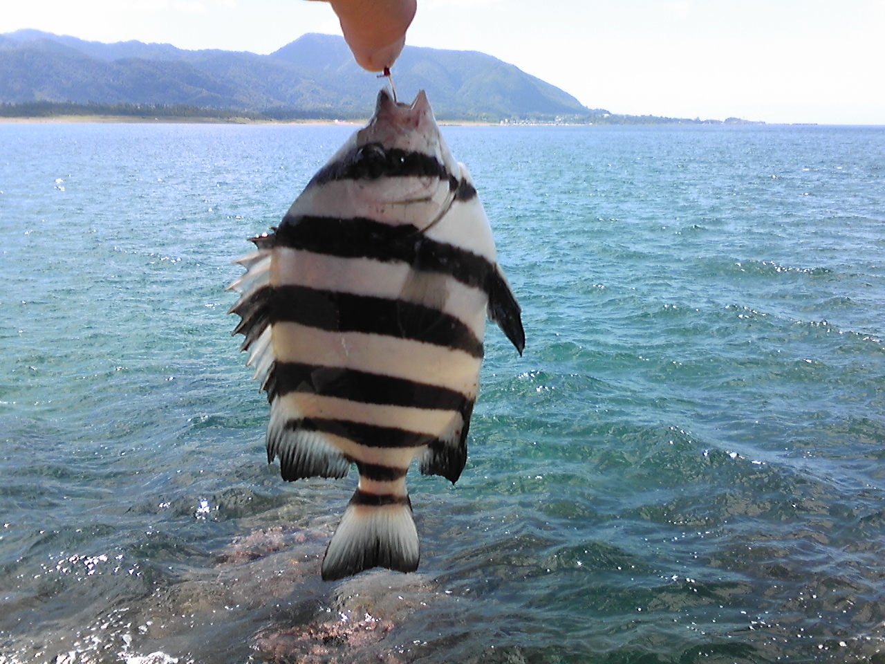 石橋テトラで石鯛 釣りと海散歩 石橋テトラで石鯛 釣りと海散歩
