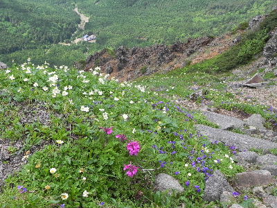 八ヶ岳の主峰「赤岳」へ！花たちに会いに行きましょう！②_a0158702_1747729.jpg