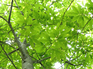 c0128402_932085.gif