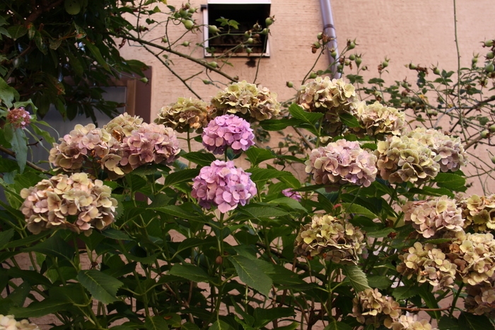 b0165522_20353097.jpg