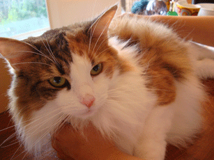 f0232522_2332589.gif