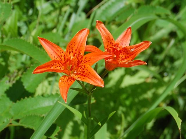 姫百合 ヒメユリ 花の仲間調べ