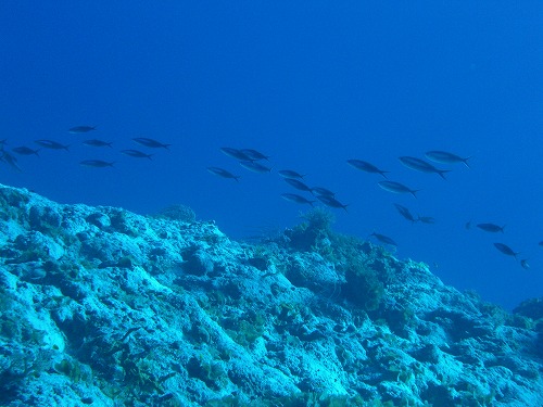 c0222732_125370.jpg