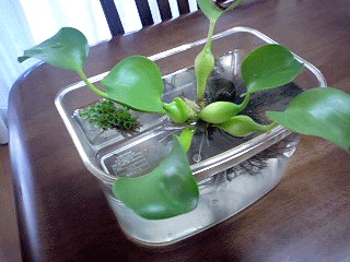 d0048332_9311399.gif