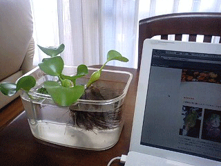 d0048332_9483710.gif
