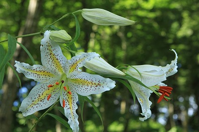 初夏の花_c0153446_21391180.jpg