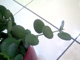 e0156650_18521831.jpg