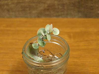 葉っぱだけユーカリ またまた近況 ガジャのねーさんの 空をみあげて Hazle Cucu 葉っぱだけユーカリ またまた近況 ガジャのねーさんの 空をみあげて Hazle Cucu