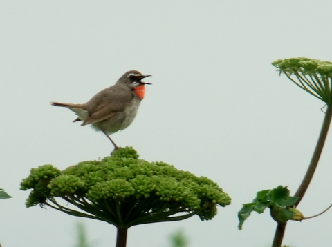 オホーツク原生花園のノゴマとベニマシコ。_b0165760_2331271.jpg