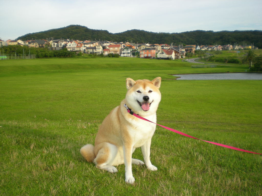 2010年7月20日(火)涼やかな朝散歩!_f0060461_8223753.jpg
