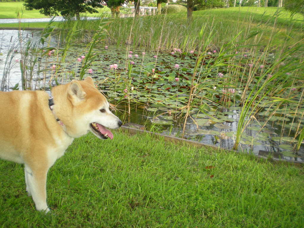 2010年7月20日(火)涼やかな朝散歩!_f0060461_825171.jpg