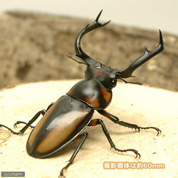 スペキオススシカクワガタ “タイ チェンマイ産”_b0052564_22573633.jpg