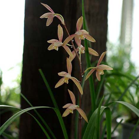 スルガラン？ : 蘭小屋雑記（杭州寒蘭・中国蘭）