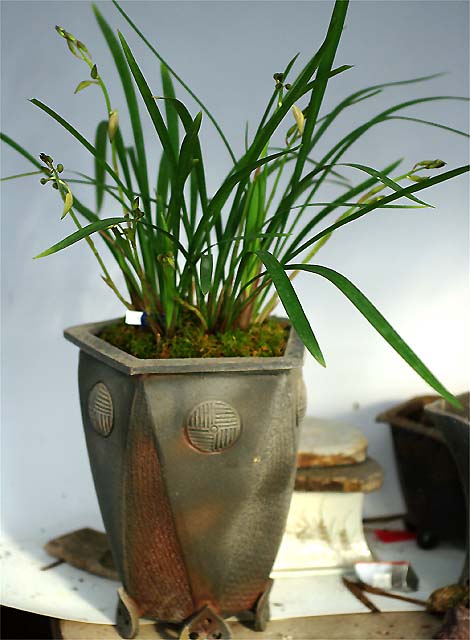 斑入りスルガランの天司晃の駿河蘭8/17現在花終わり休眠 斑入りスルガランの天司晃の駿河蘭8/17現在花終わり休眠