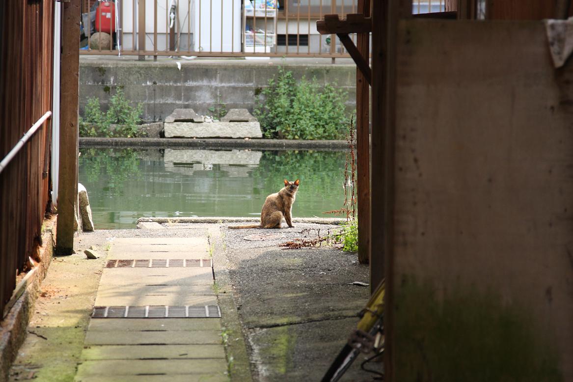 梅雨の晴れ間にオフ会ー吉原の漁村2ー_c0153672_2046486.jpg