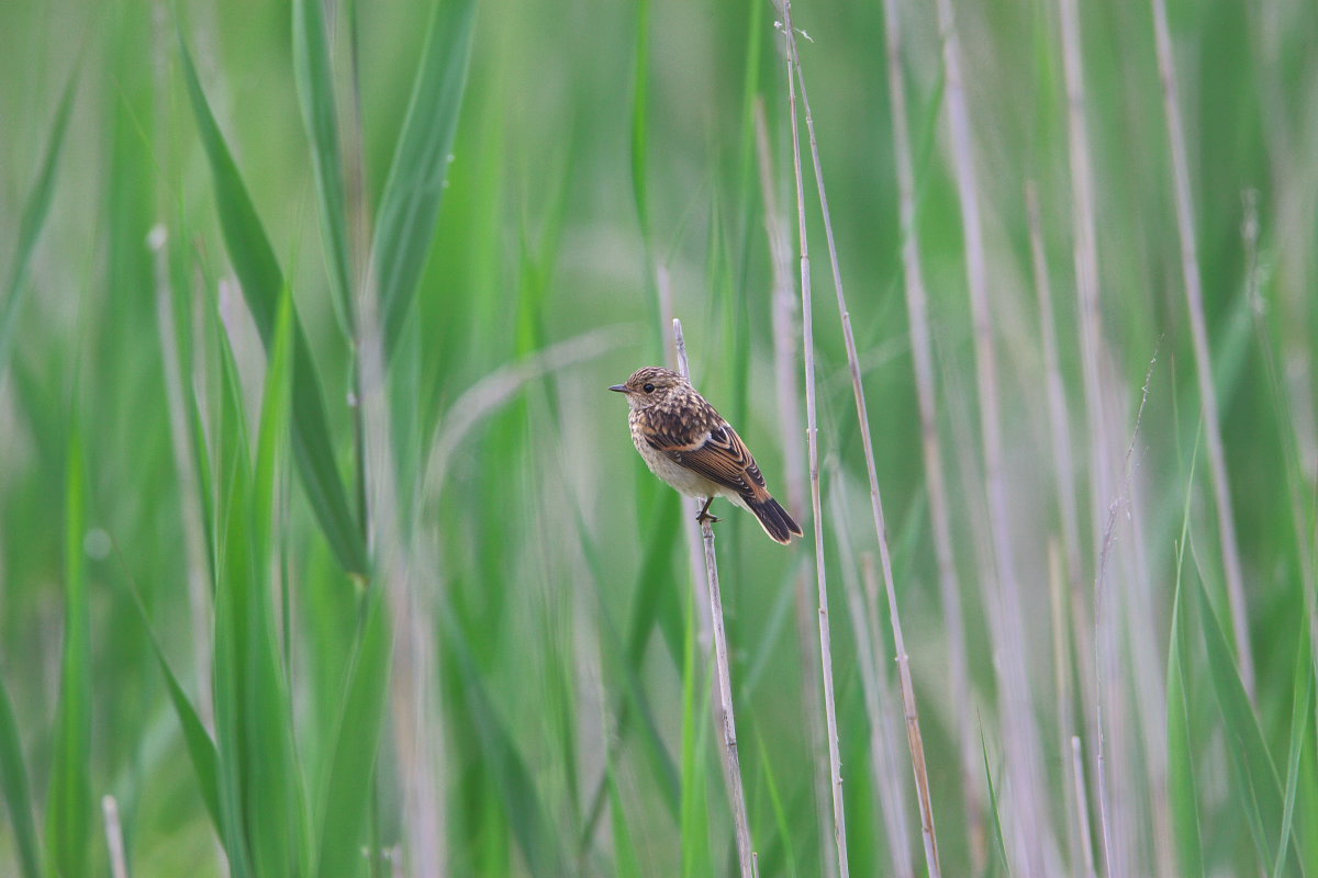 一人立ちしたノビタキの幼鳥_d0125872_014950.jpg