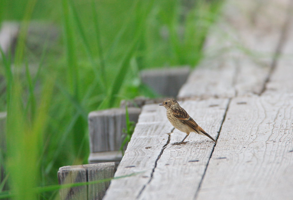 一人立ちしたノビタキの幼鳥_d0125872_0161898.jpg