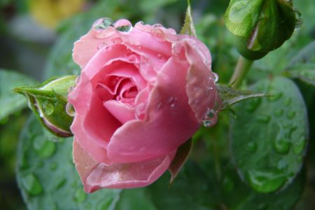 2010年7月20日 チョキに決まっている。。。_b0098584_18285776.jpg