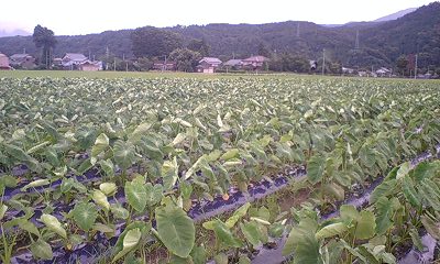 c0163102_2036234.jpg