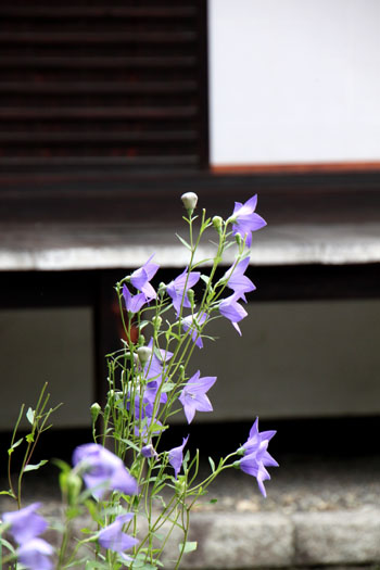 蘆山寺 源氏の庭_e0048413_8291044.jpg