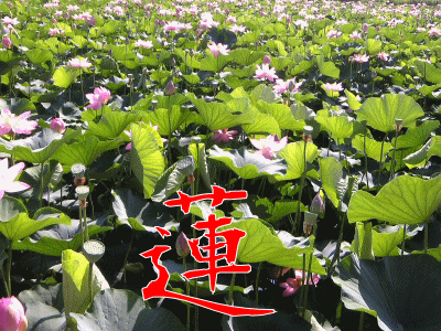 b0073414_4401693.gif