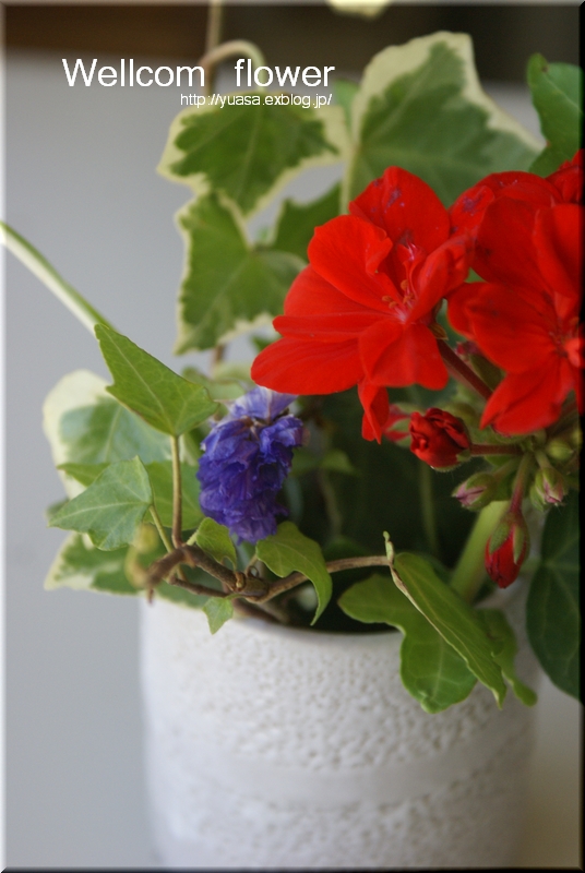Wellcom Flower_f0156117_725110.jpg