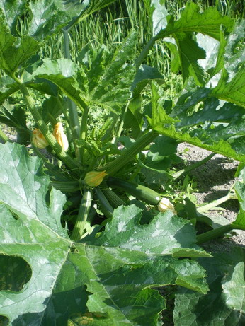 c0124619_4454439.jpg