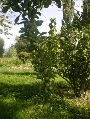 c0124619_4463927.jpg