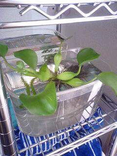 d0048332_1432295.gif