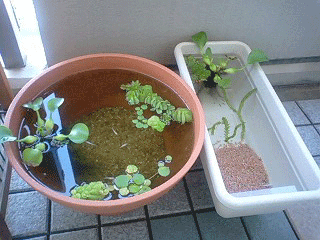 d0048332_14405898.gif