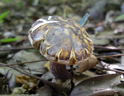 f0108133_6595335.jpg