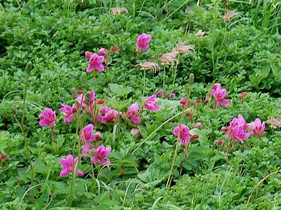 d0055236_21591752.jpg
