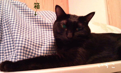 a0166338_1233265.gif