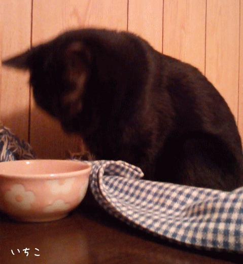 a0166338_12343957.gif