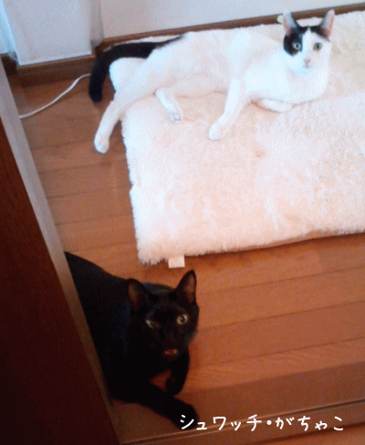 a0166338_12365924.gif