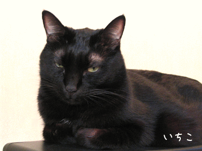 a0166338_12401262.gif
