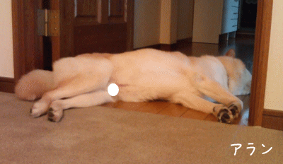 a0166338_1313531.gif