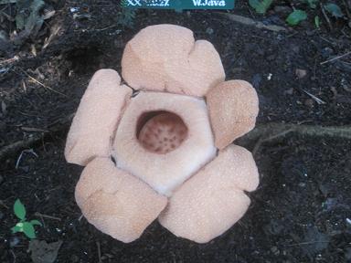 Rafflesia Patma Blume_a0087146_1742698.jpg