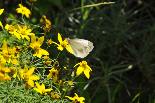 c0093046_19232277.gif