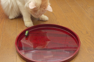 おかきのお気に入り!_a0028451_13015.jpg