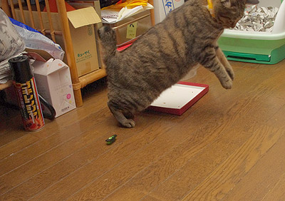 おかきのお気に入り!_a0028451_1312220.jpg